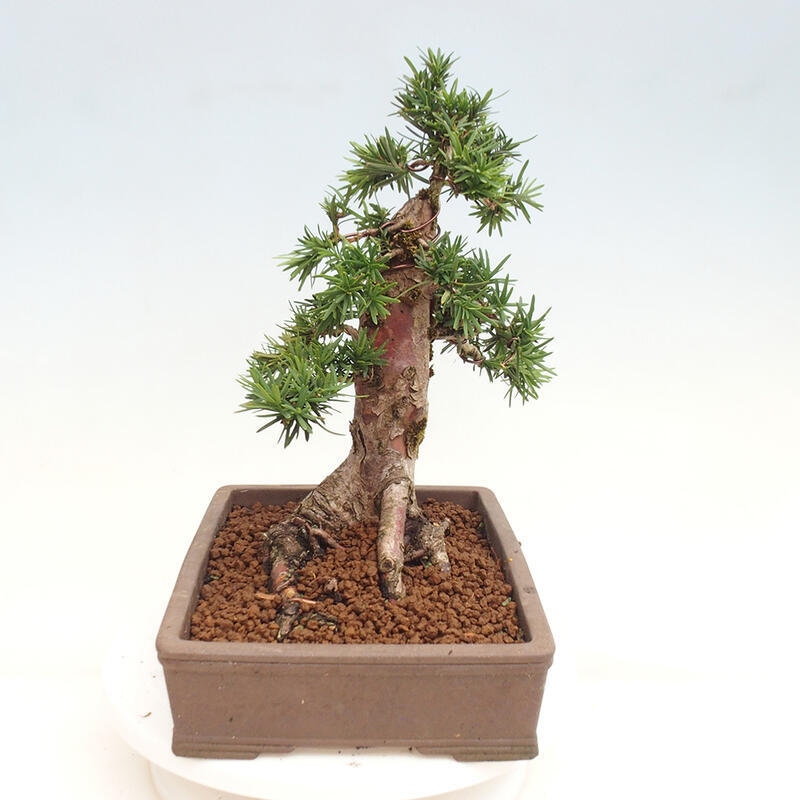 Outdoor bonsai - Taxus cuspidata - Japanese yew