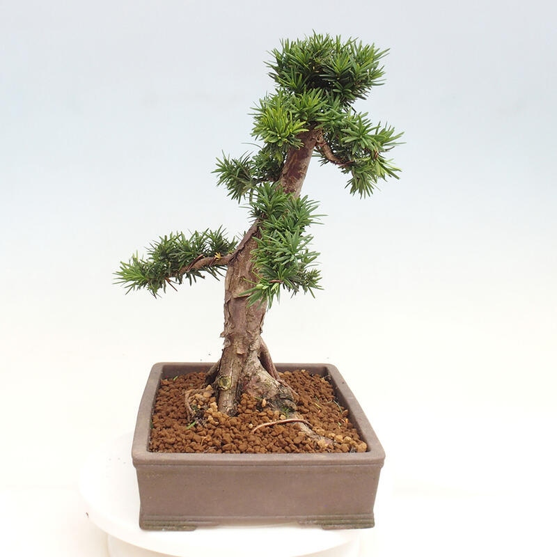 Outdoor bonsai - Taxus cuspidata - Japanese yew