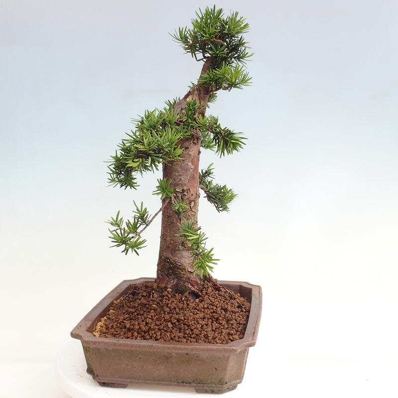 Outdoor bonsai - Taxus cuspidata - Japanese yew