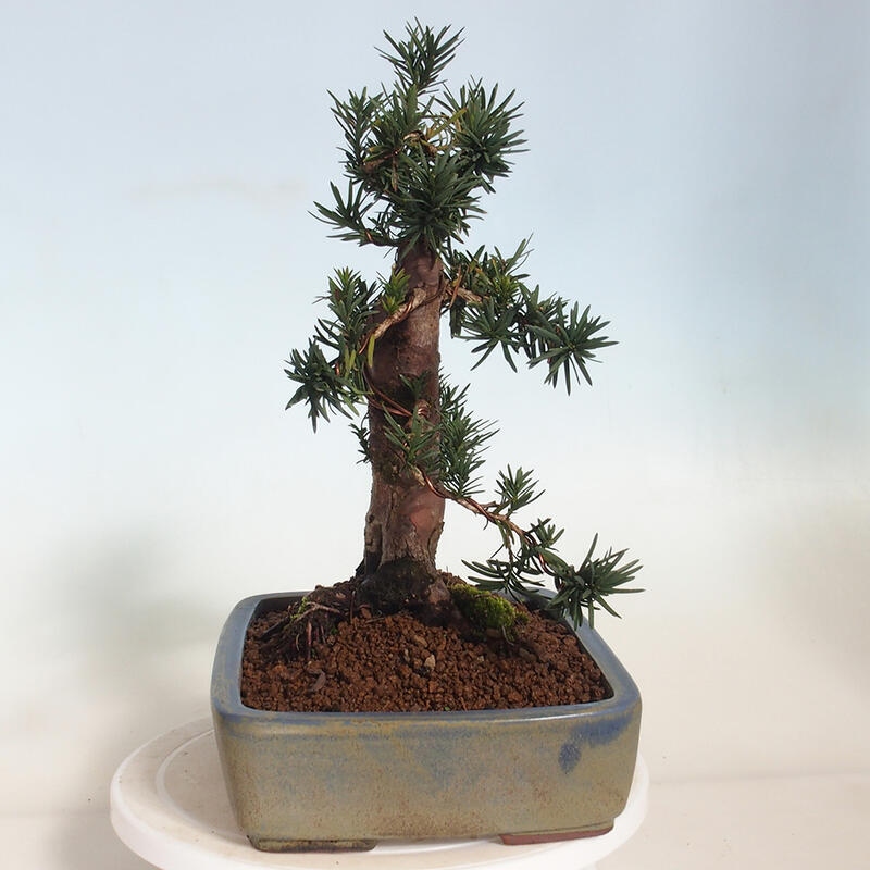 Outdoor bonsai - Taxus cuspidata - Japanese yew