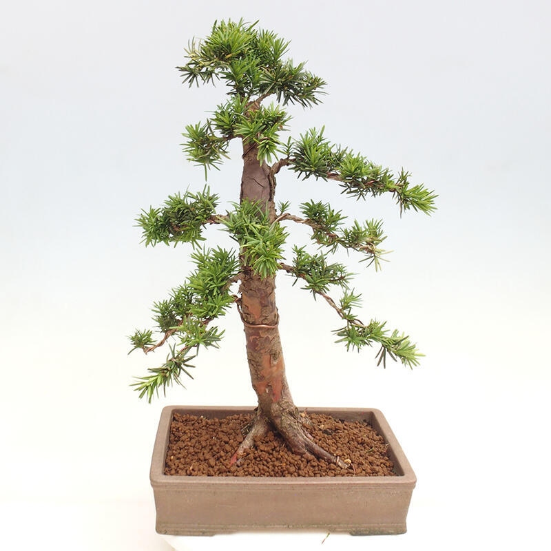 Outdoor bonsai - Taxus cuspidata - Japanese yew