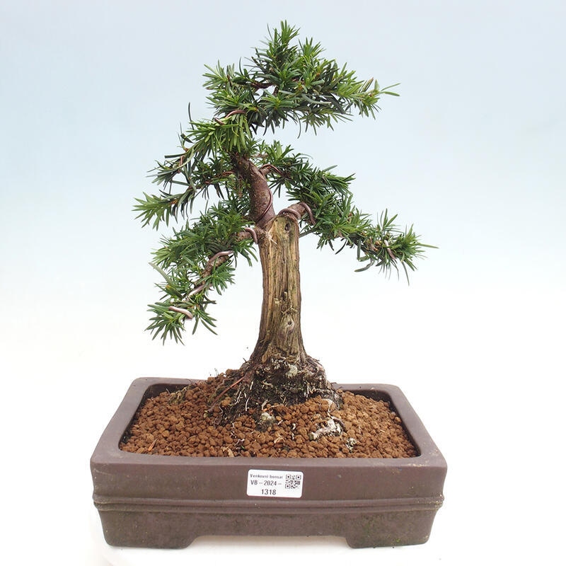 Outdoor bonsai - Taxus cuspidata - Japanese yew