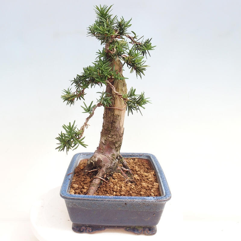 Outdoor bonsai - Taxus cuspidata - Japanese yew