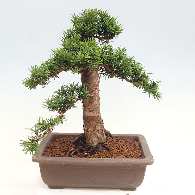 Outdoor bonsai - Taxus cuspidata - Japanese yew