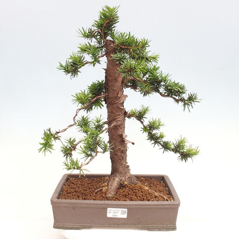 Outdoor bonsai - Taxus cuspidata - Japanese yew