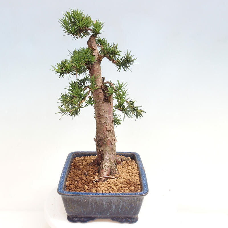 Outdoor bonsai - Taxus cuspidata - Japanese yew