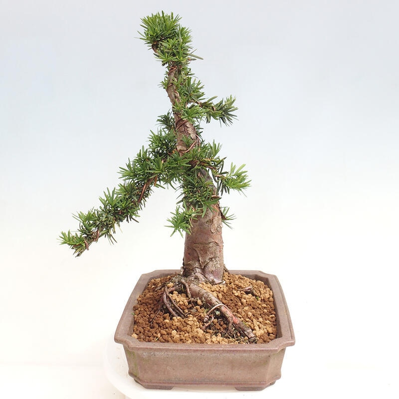 Outdoor bonsai - Taxus cuspidata - Japanese yew