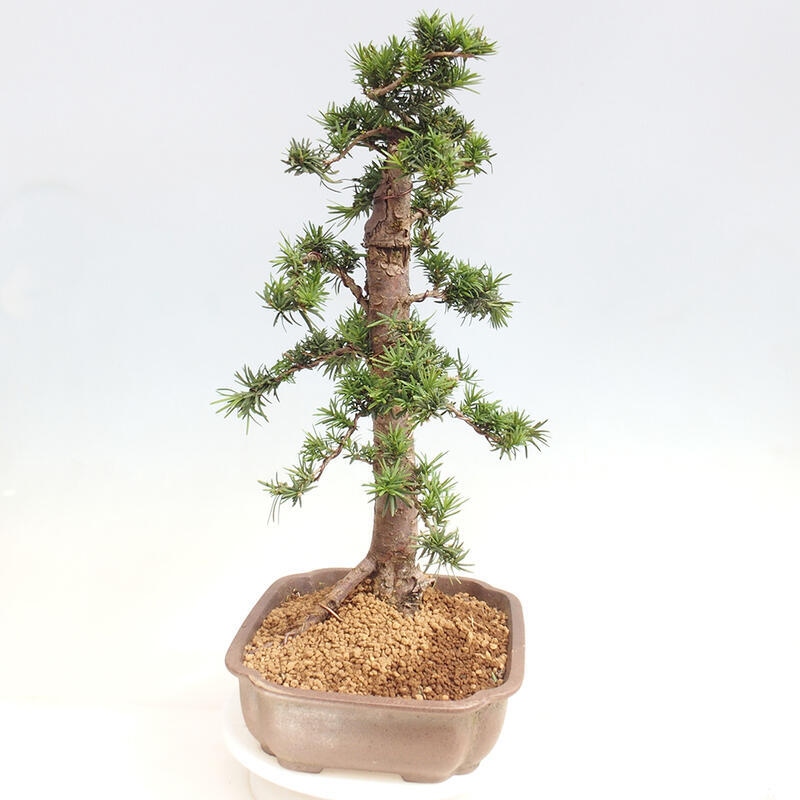 Outdoor bonsai - Taxus cuspidata - Japanese yew