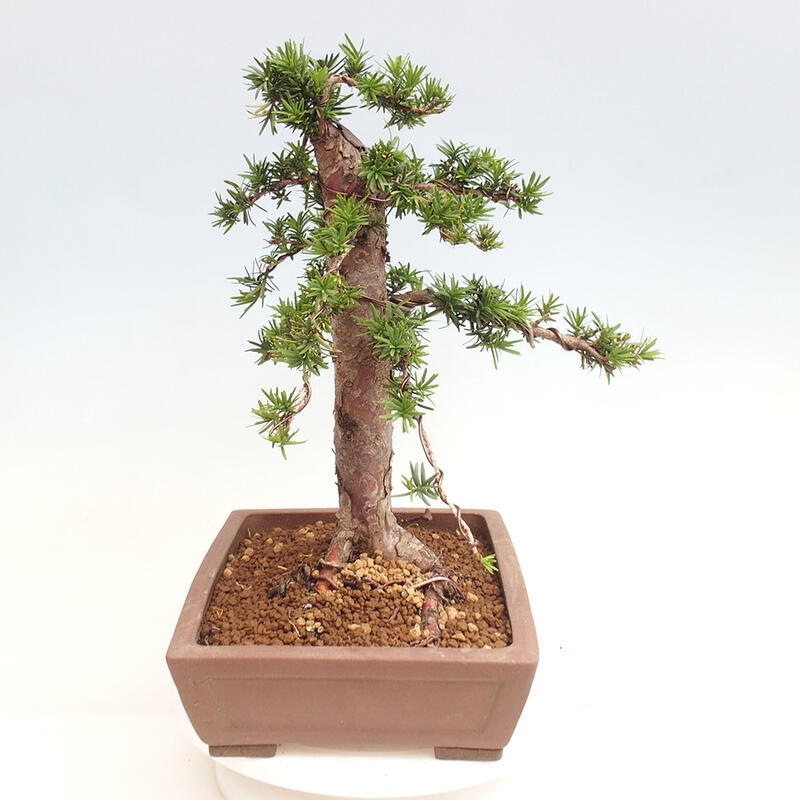 Outdoor bonsai - Taxus cuspidata - Japanese yew