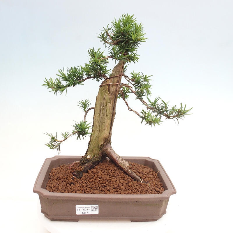 Outdoor bonsai - Taxus cuspidata - Japanese yew