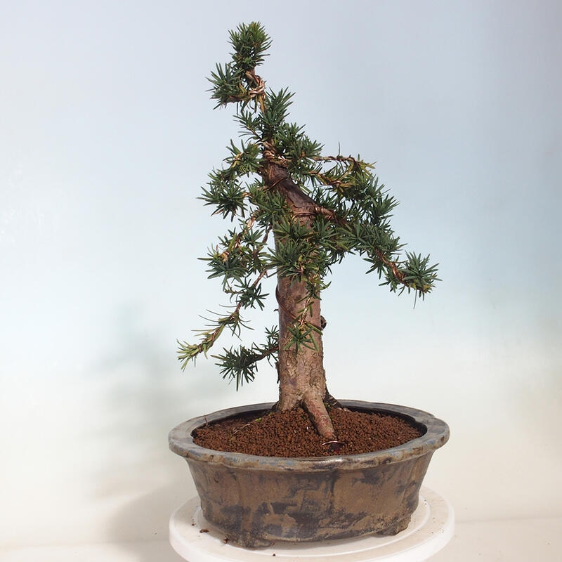 Outdoor bonsai - Taxus cuspidata - Japanese yew