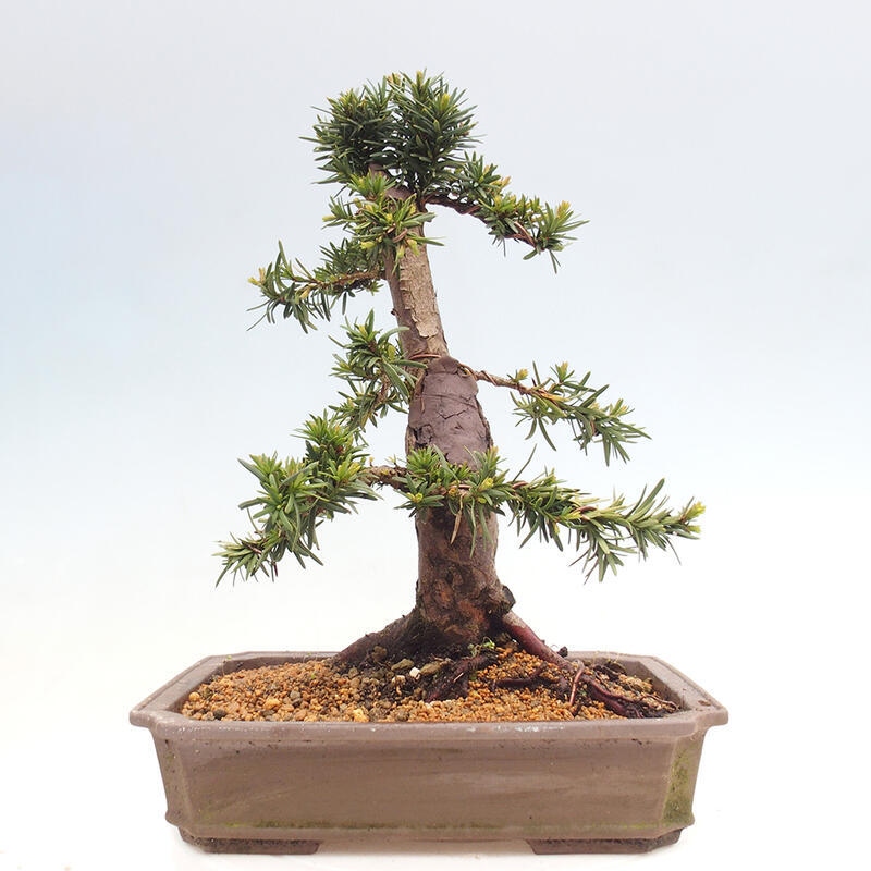 Outdoor bonsai - Taxus cuspidata - Japanese yew