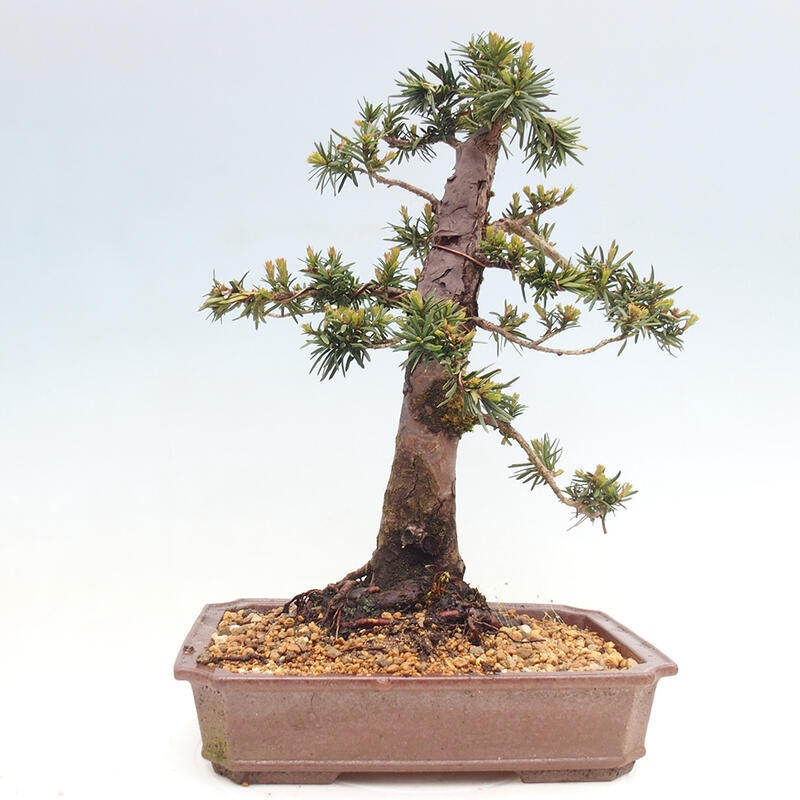 Outdoor bonsai - Taxus cuspidata - Japanese yew