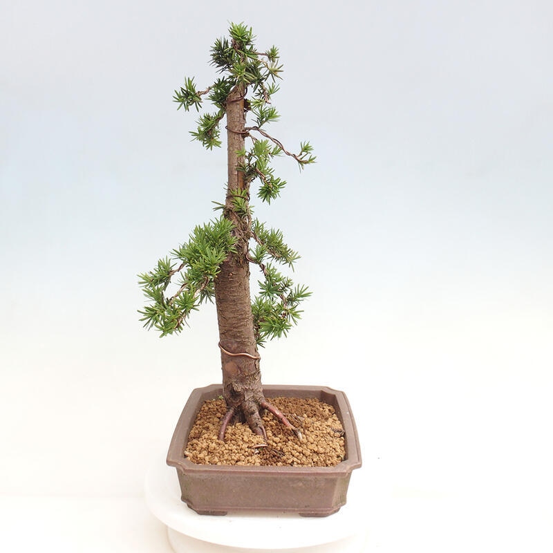 Outdoor bonsai - Taxus cuspidata - Japanese yew