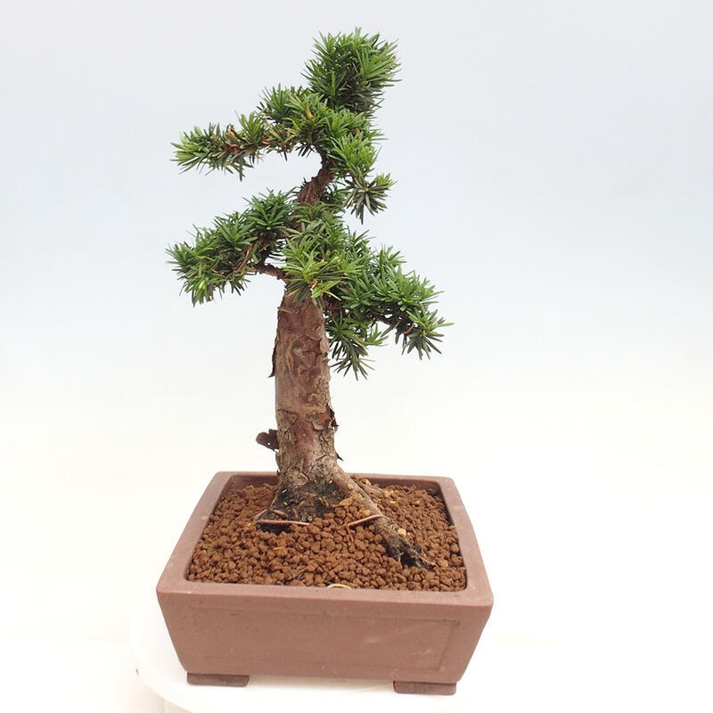 Outdoor bonsai - Taxus cuspidata - Japanese yew