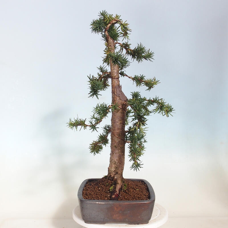 Outdoor bonsai - Taxus cuspidata - Japanese yew