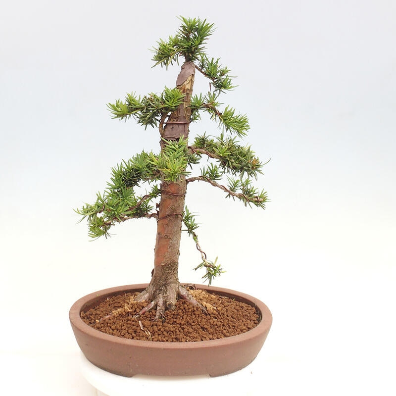 Outdoor bonsai - Taxus cuspidata - Japanese yew