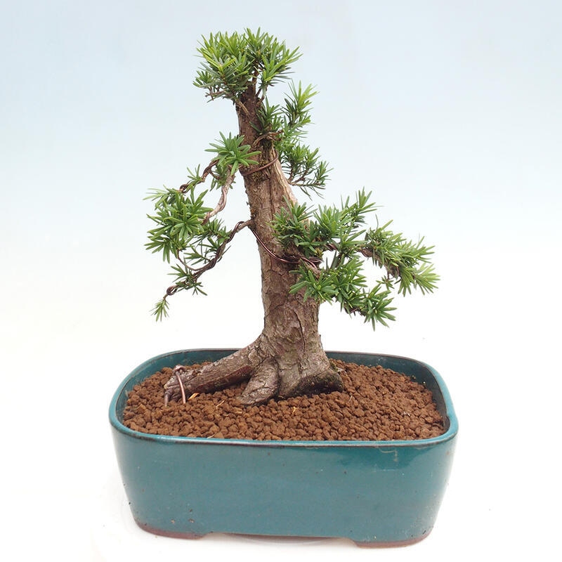 Outdoor bonsai - Taxus cuspidata - Japanese yew