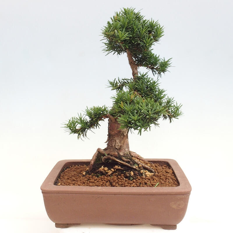 Outdoor bonsai - Taxus cuspidata - Japanese yew