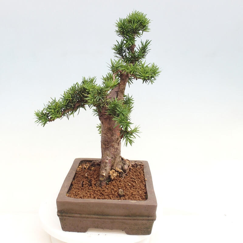 Outdoor bonsai - Taxus cuspidata - Japanese yew