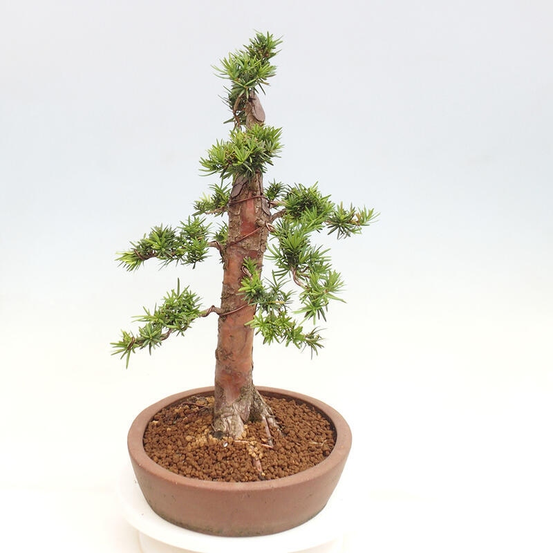 Outdoor bonsai - Taxus cuspidata - Japanese yew