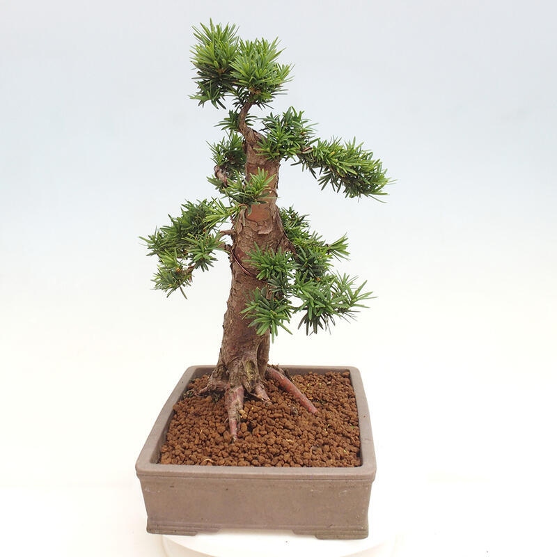 Outdoor bonsai - Taxus cuspidata - Japanese yew