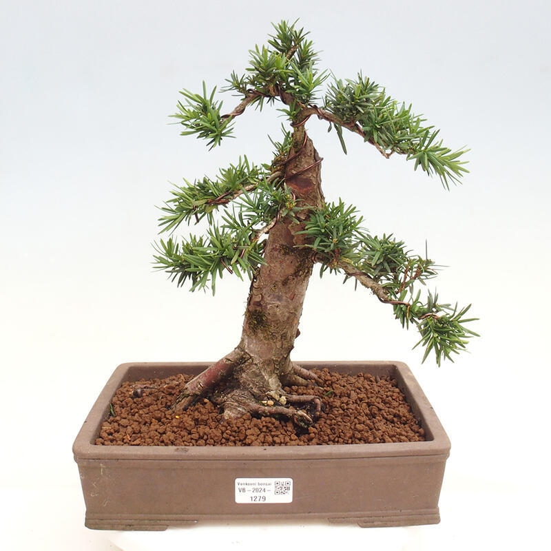 Outdoor bonsai - Taxus cuspidata - Japanese yew