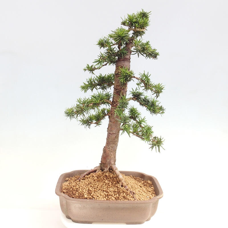 Outdoor bonsai - Taxus cuspidata - Japanese yew