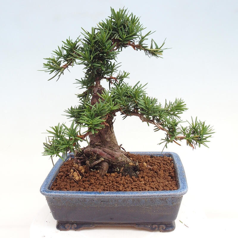 Outdoor bonsai - Taxus cuspidata - Japanese yew