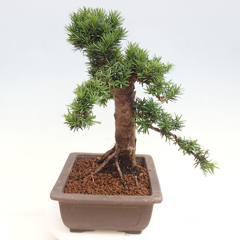 Outdoor bonsai - Taxus cuspidata - Japanese yew