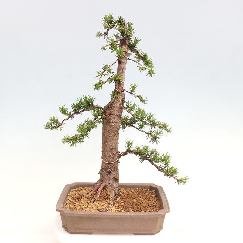 Outdoor bonsai - Taxus cuspidata - Japanese yew