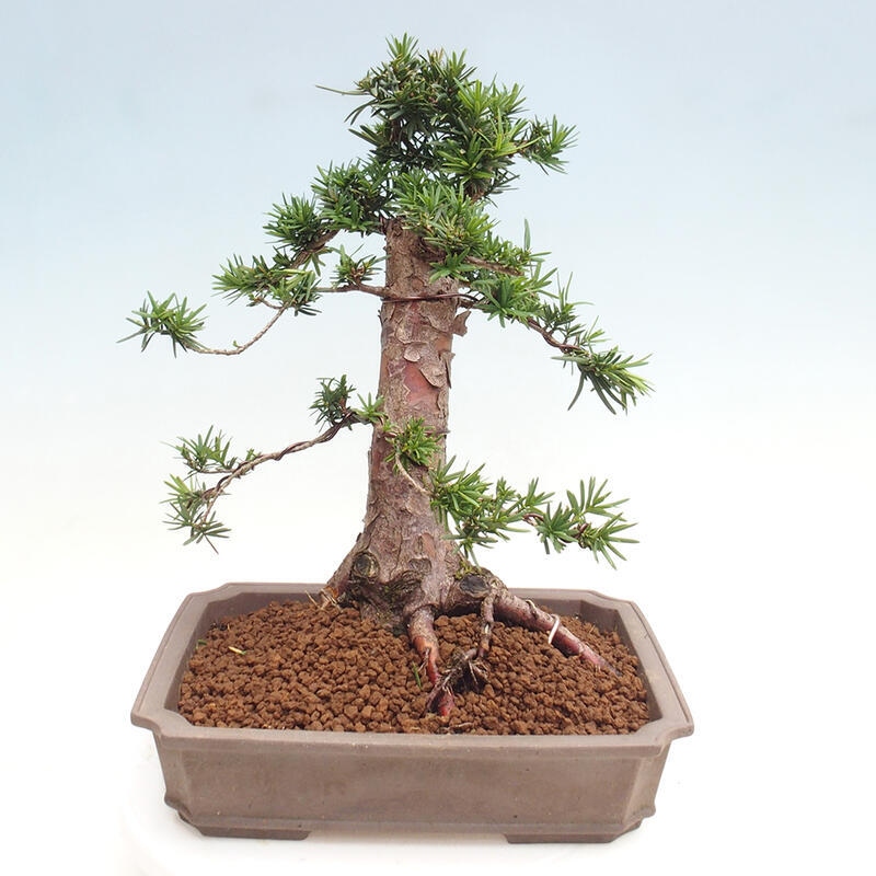 Outdoor bonsai - Taxus cuspidata - Japanese yew