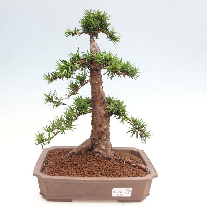 Outdoor bonsai - Taxus cuspidata - Japanese yew