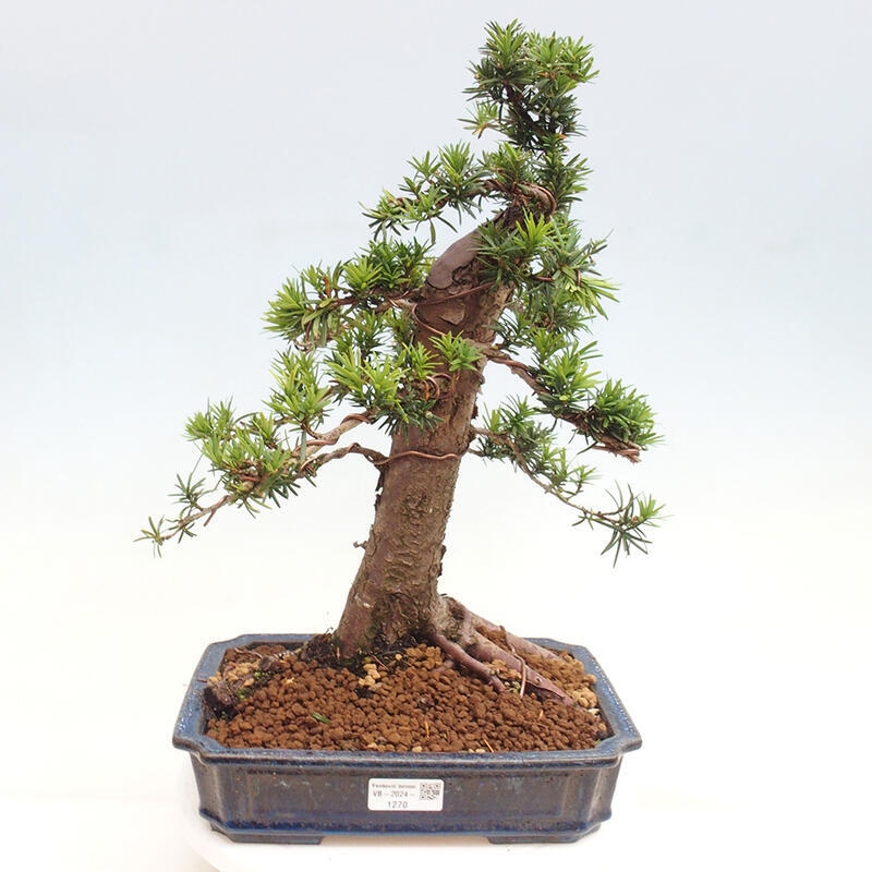 Outdoor bonsai - Taxus cuspidata - Japanese yew