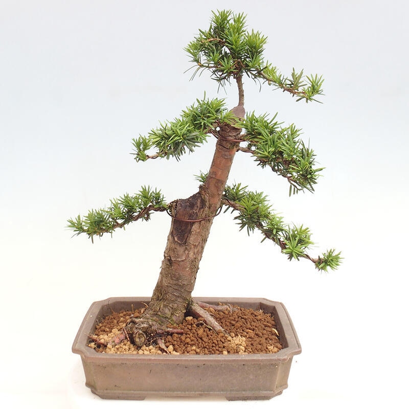 Outdoor bonsai - Taxus cuspidata - Japanese yew