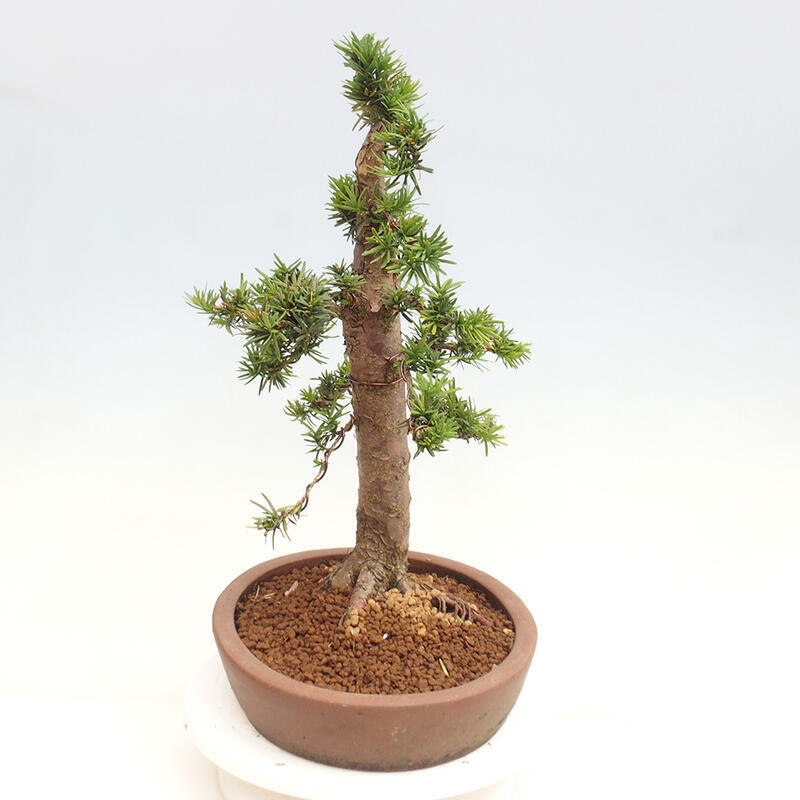 Outdoor bonsai - Taxus cuspidata - Japanese yew