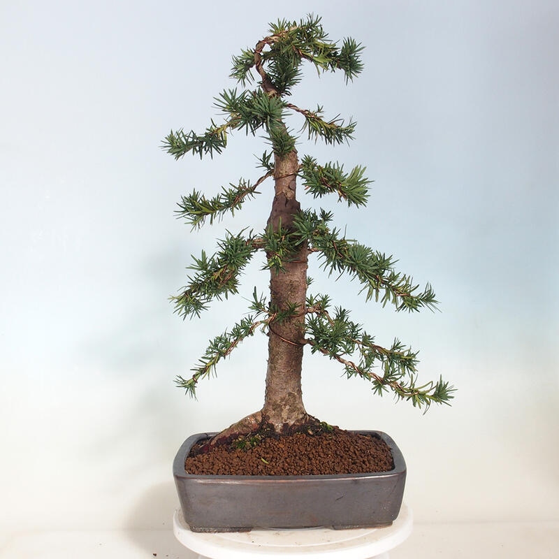 Outdoor bonsai - Taxus cuspidata - Japanese yew