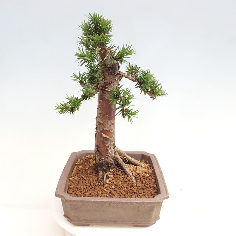 Outdoor bonsai - Taxus cuspidata - Japanese yew