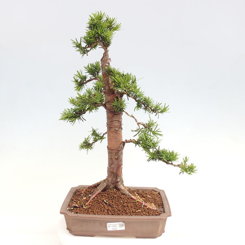 Outdoor bonsai - Taxus cuspidata - Japanese yew