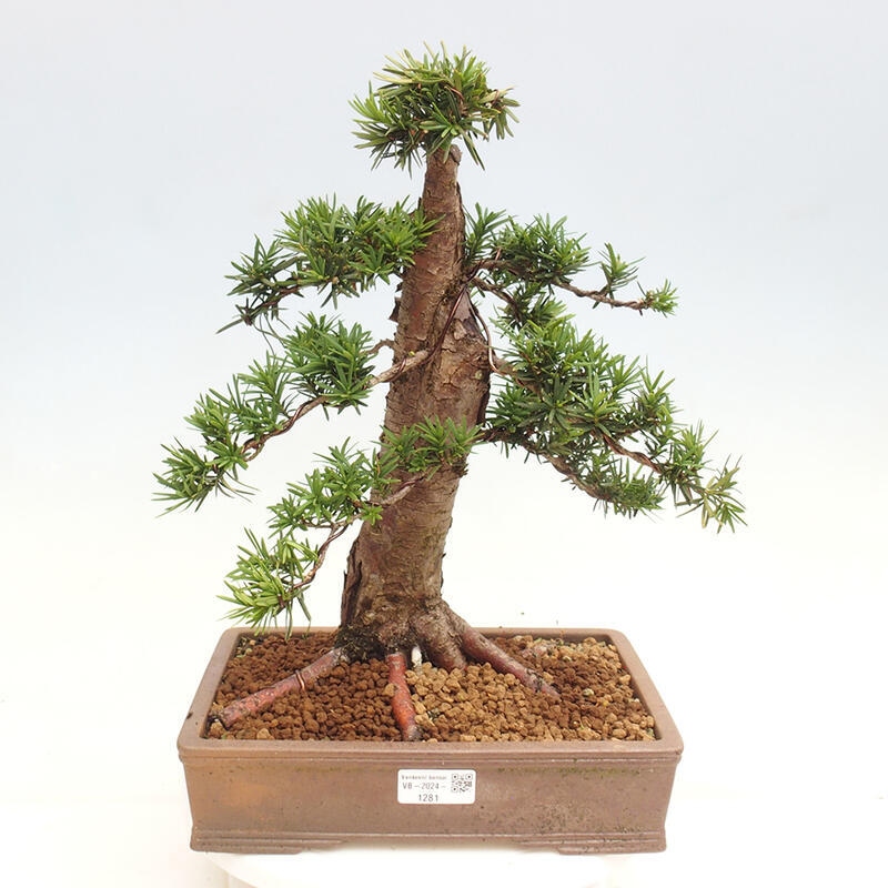 Outdoor bonsai - Taxus cuspidata - Japanese yew