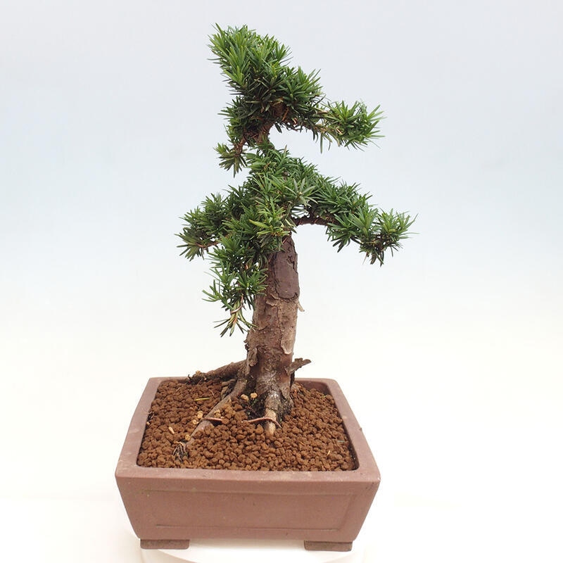 Outdoor bonsai - Taxus cuspidata - Japanese yew