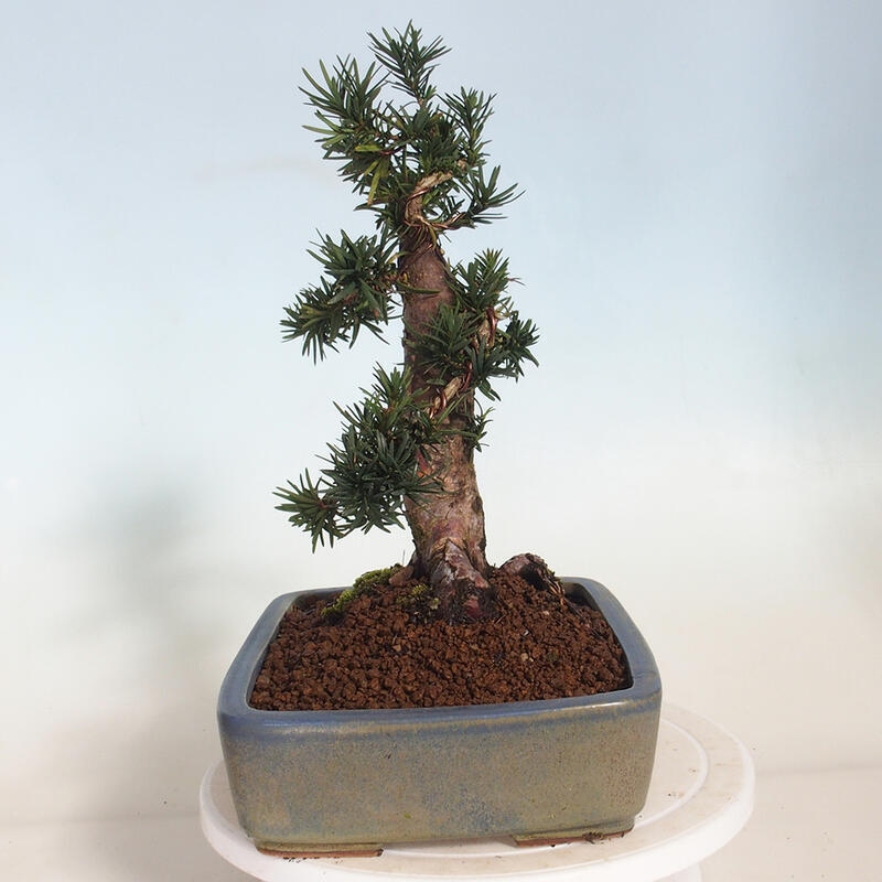 Outdoor bonsai - Taxus cuspidata - Japanese yew