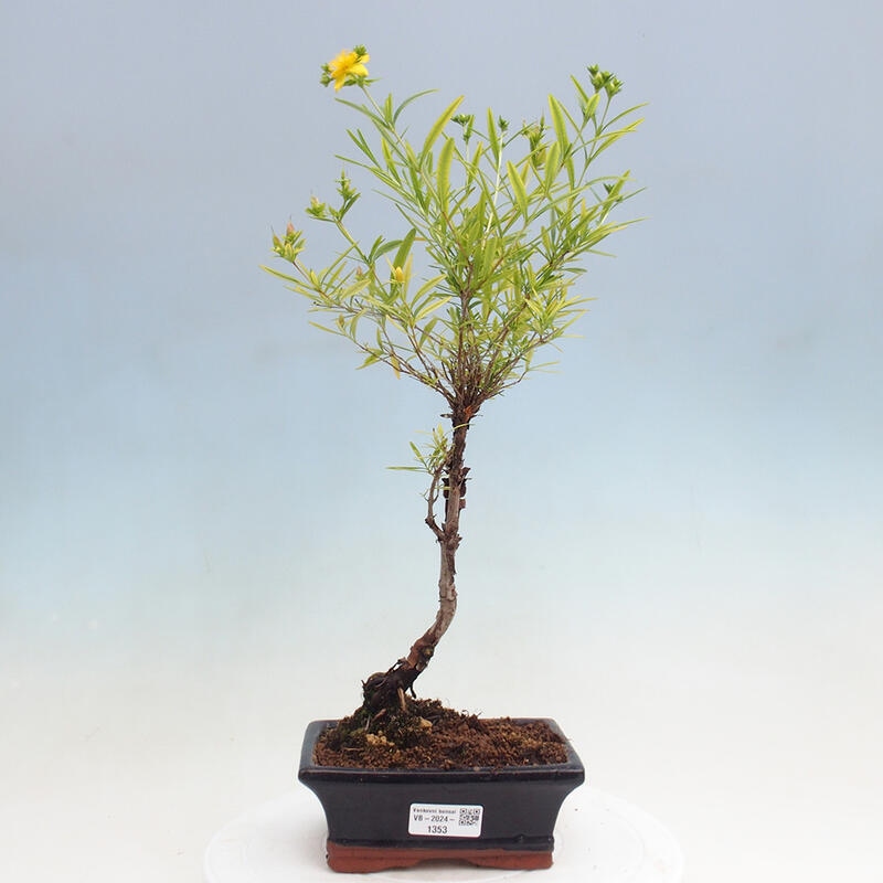 Outdoor bonsai - St. John's wort - Hypericum