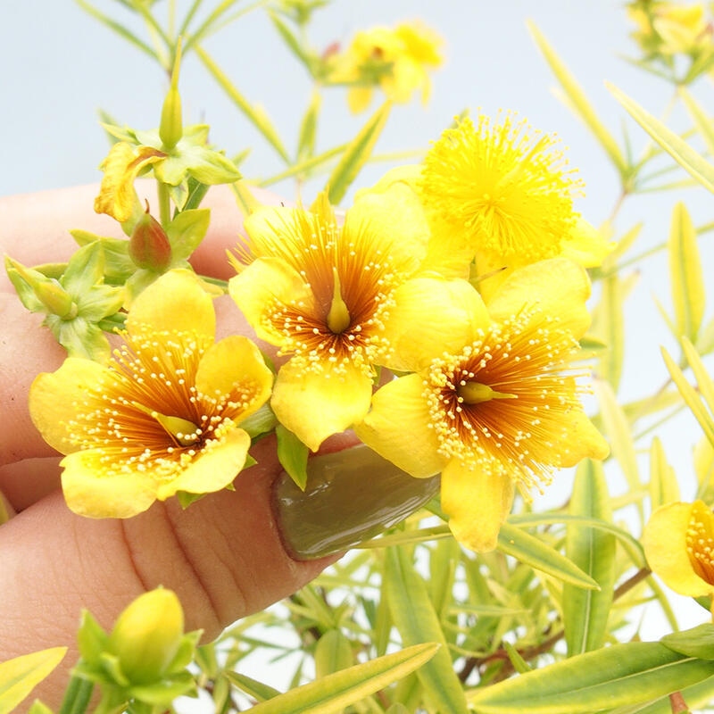 Outdoor bonsai - St. John's wort - Hypericum