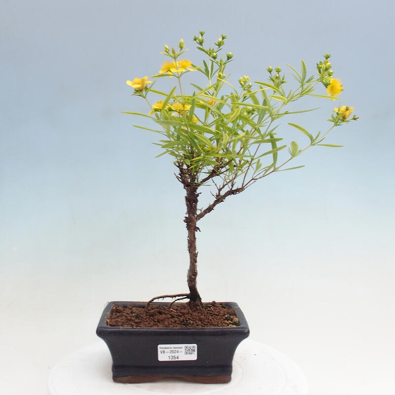 Outdoor bonsai - St. John's wort - Hypericum