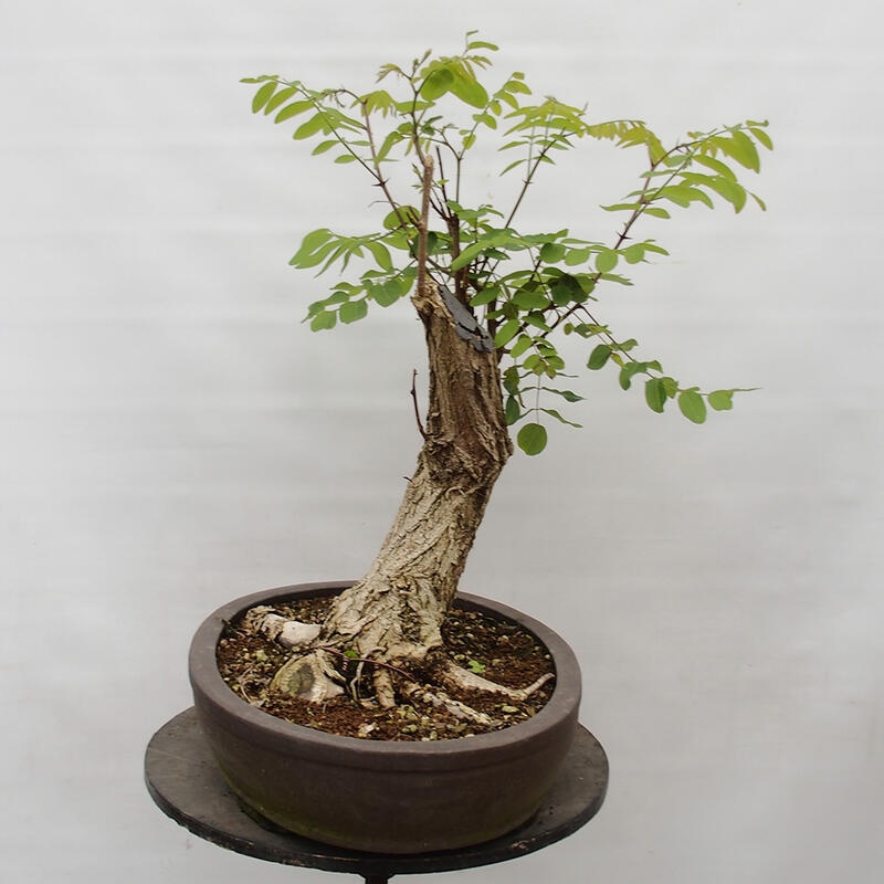 Outdoor bonsai - Acacia - Robinia pseudoacacia