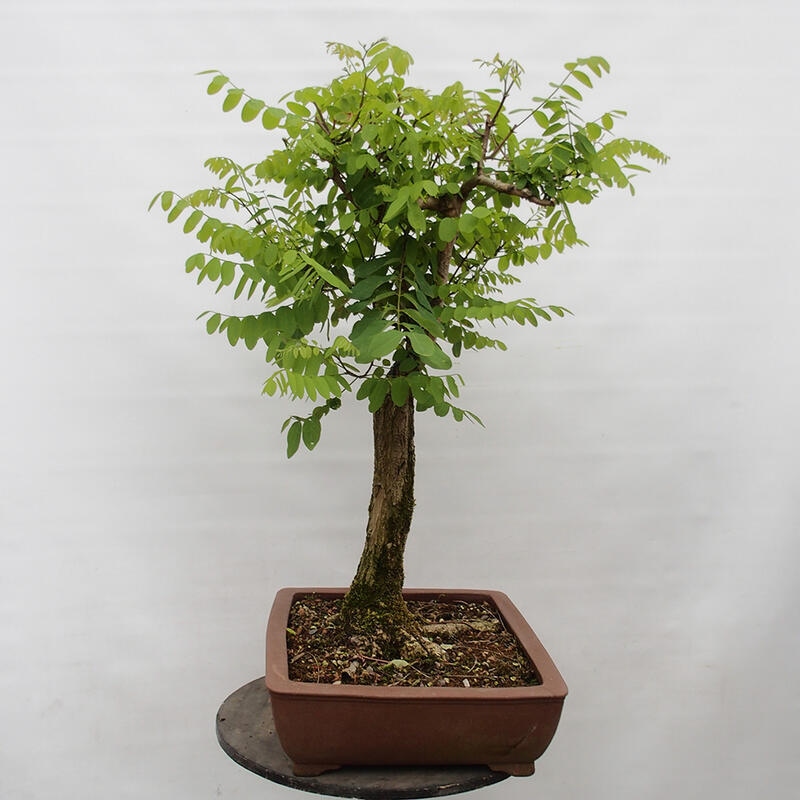 Outdoor bonsai - Acacia - Robinia pseudoacacia