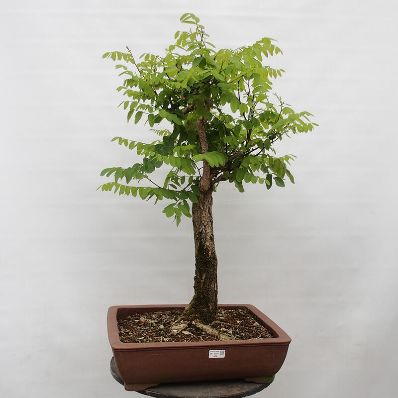 Outdoor bonsai - Acacia - Robinia pseudoacacia