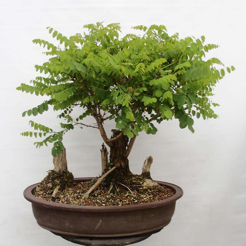 Outdoor bonsai - Acacia - Robinia pseudoacacia