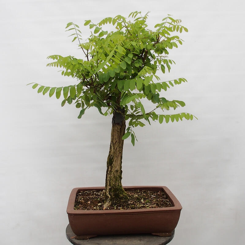 Outdoor bonsai - Acacia - Robinia pseudoacacia